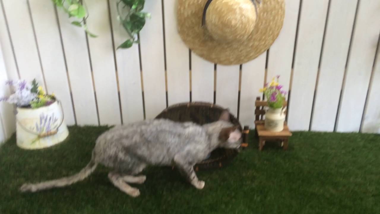 ななはち〜ずスイートホーム☆コーニッシュレックスのコニタくん