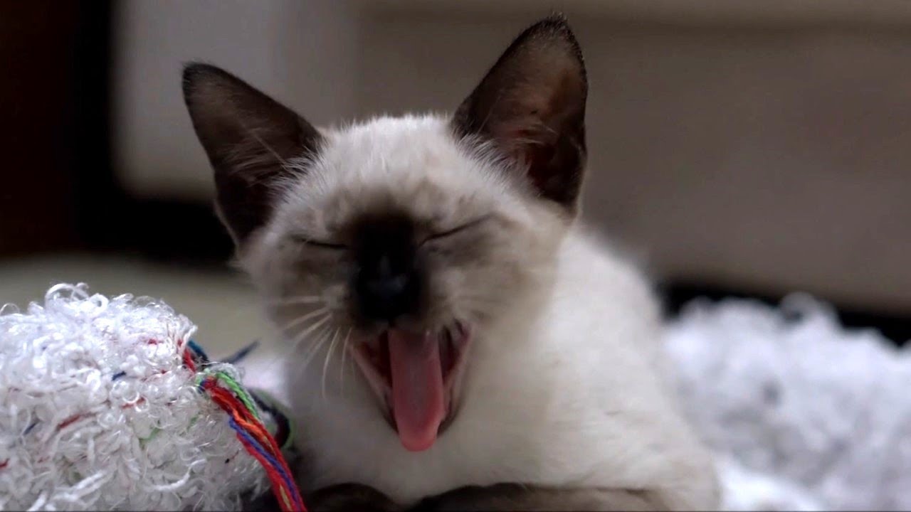 お家でのんびり過ごすシャム猫さんたち【Siamese cats relaxing at home】