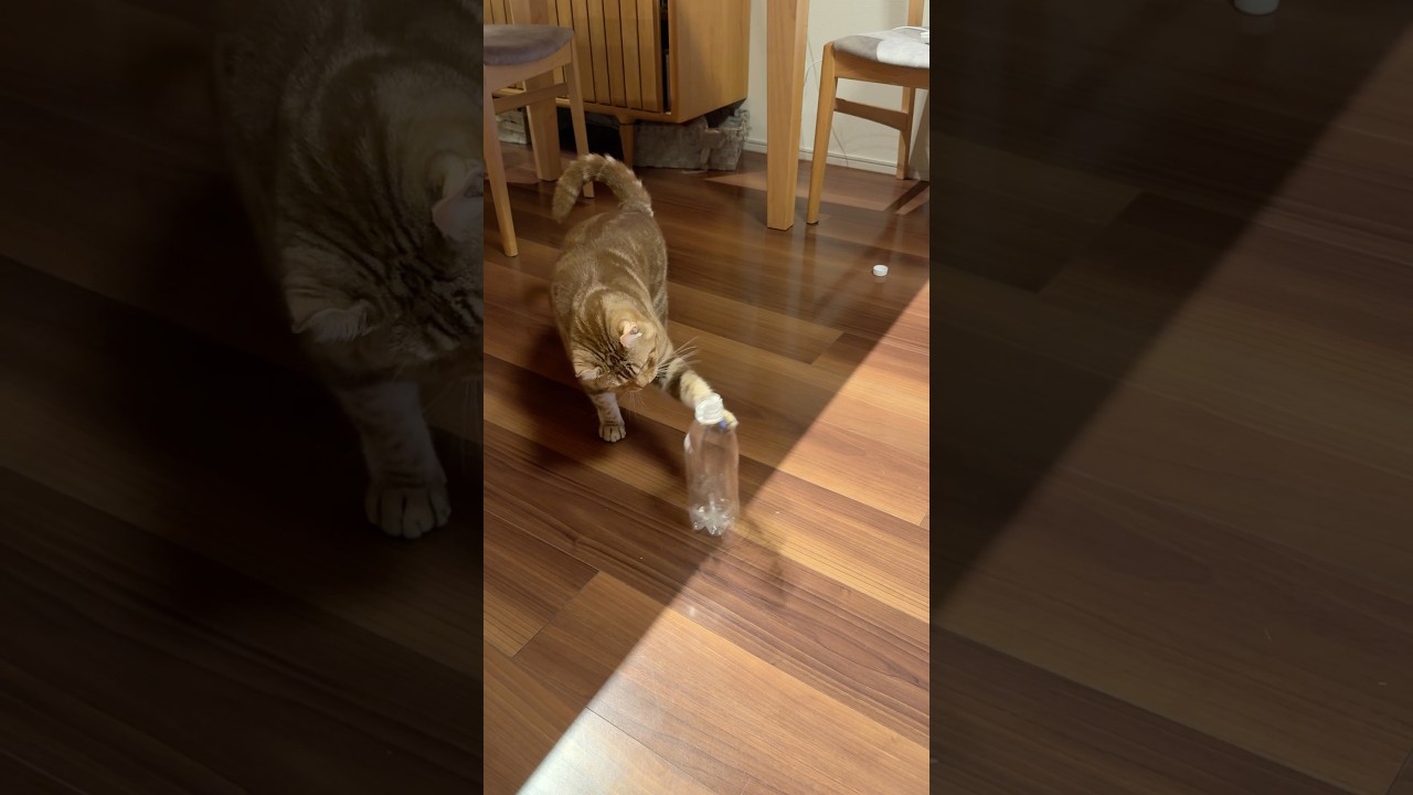 猫ルイちゃんペットボトルで遊ぶ #cat #アメリカンカール #cute #American curl