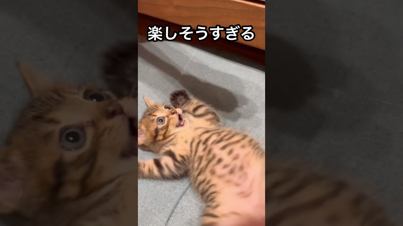 お腹こちょこちょ好きな元野良猫くん#ペルシャ#チンチラ#猫#ねこ #猫のいる暮らし #癒し #いやし#cat  #ふわふわ #野良猫 #キジトラ