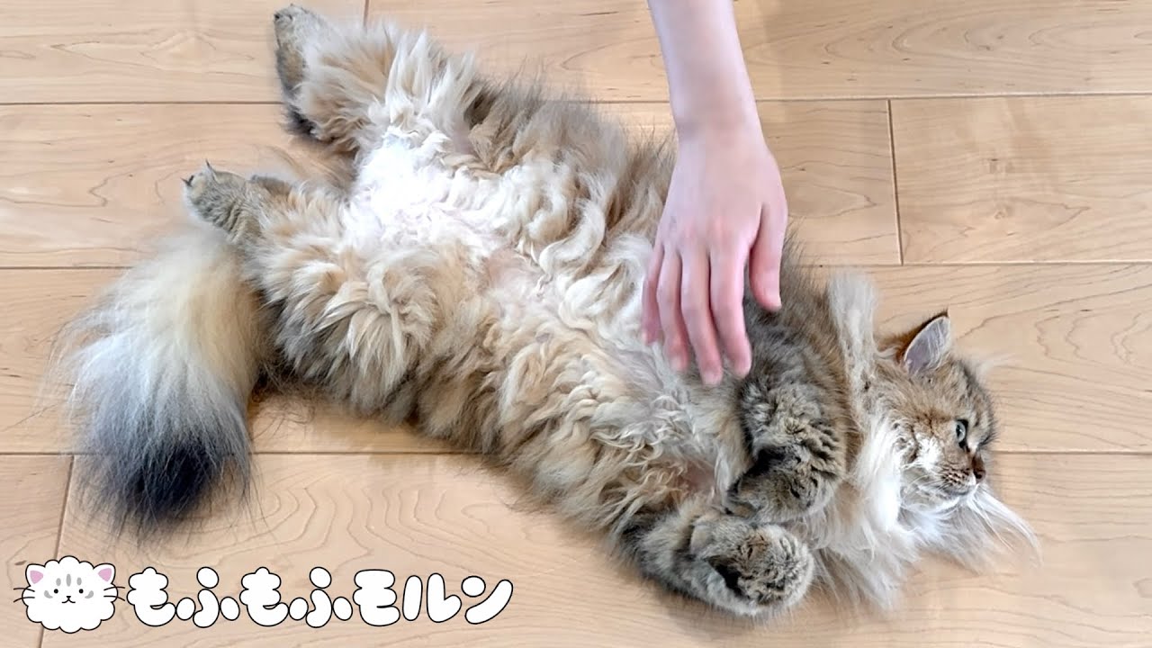 へそ天猫のおなかを触るとどうなるのか問題 【サイベリアン】