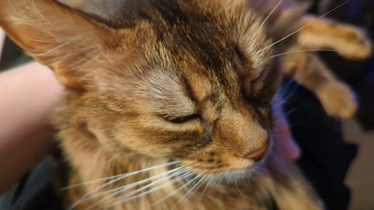 【1266日目】はい #ソマリ #cat