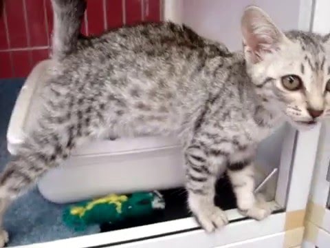 ■オシキャット■♂■2015.3.31生■猫ちゃん