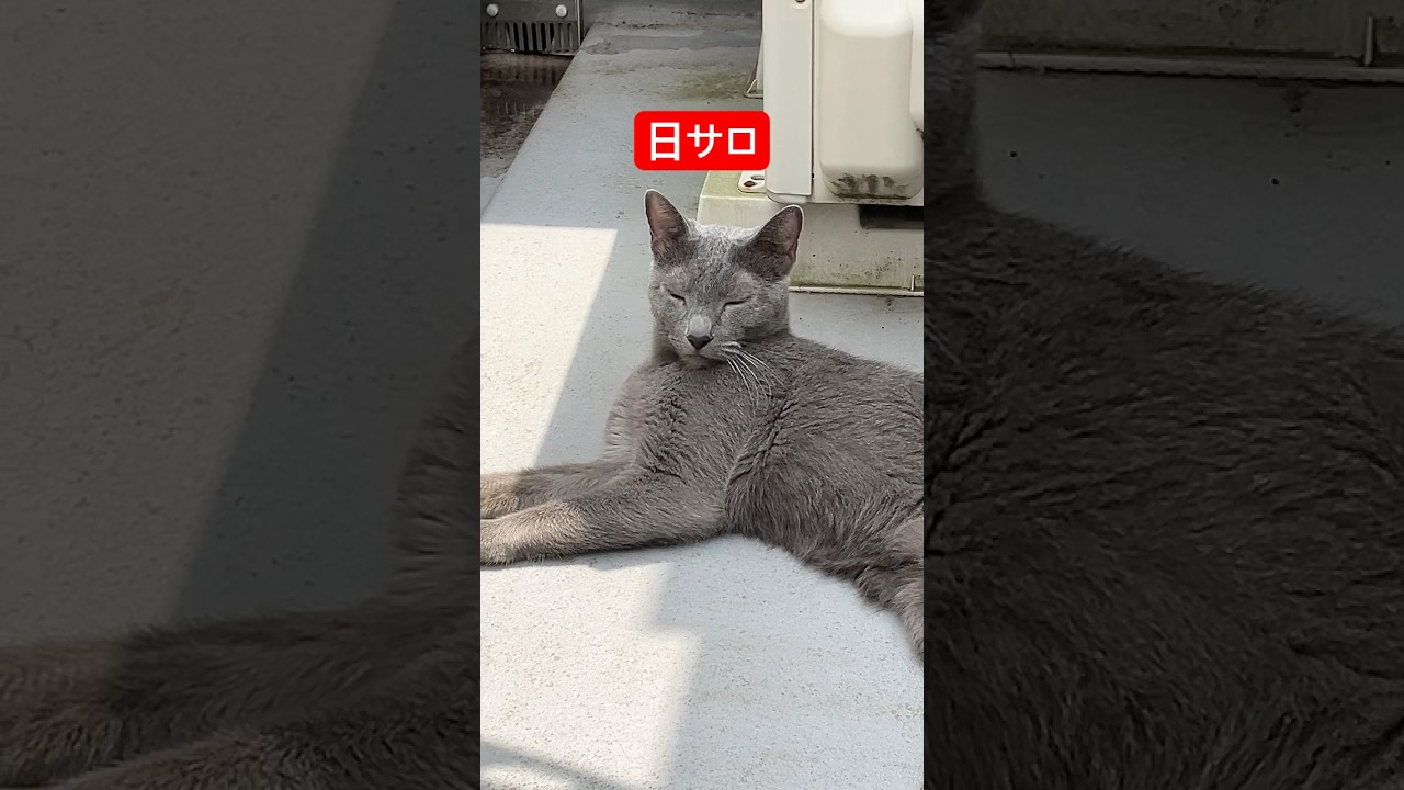 アチアチ日光浴猫#ロシアンブルー #猫
