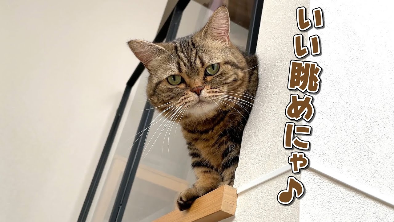 怖いもの知らずの弟猫のマイブームにヒヤヒヤしています…