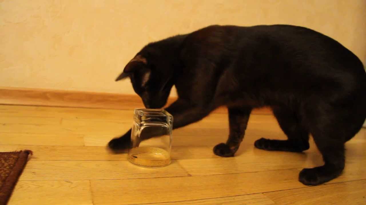 Havana Brown Cat Gauderic