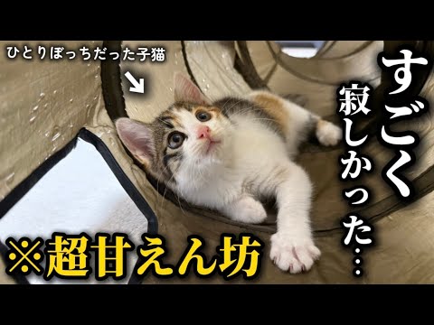 緊急保護した子猫が甘えん坊すぎる事が判明しました