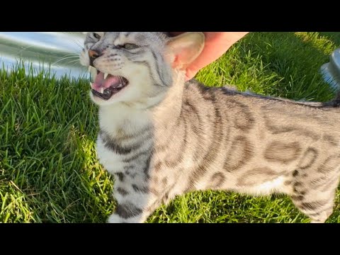 うちの猫たちが裏庭のジャングルを探検！さらに、猫たちの生活とチャンネルの最新情​​報もお届けします！