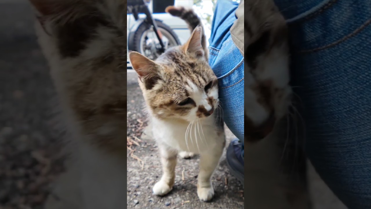 駐車場にいた猫ちゃん、すり寄ってきた