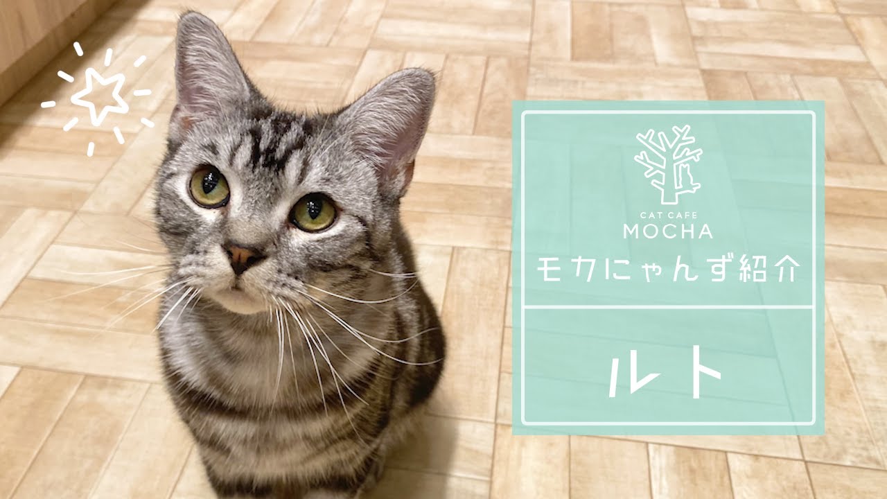 ルト（アメリカンショートヘア♂）羽生店