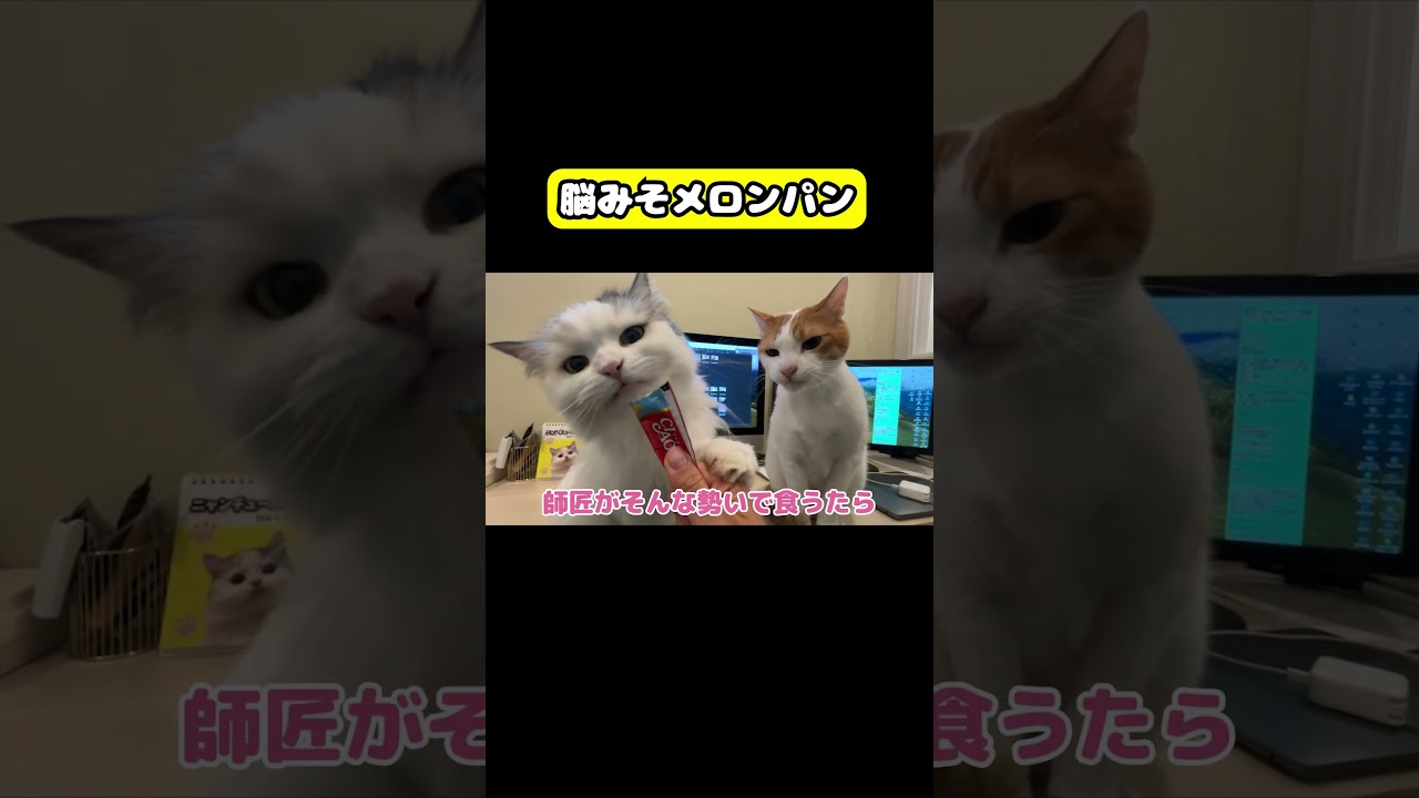 脳みそメロンパン　#猫 #おもしろ #アテレコ #ニャンチューバーつくし