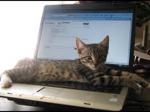 【猫　種類】エジプシャンマウ可愛い画像集　Egyptian Mau