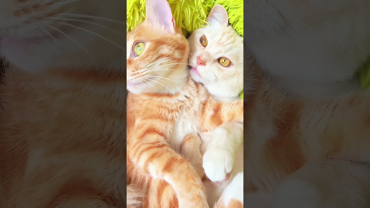 Hey, someone’s eavesdropping! ねぇ、chat and talk cats#誰か私たちのおしゃべりを聞いてるみたい！喋り猫ちゃん#癒される動物 #しゃべる猫たち#こねこ