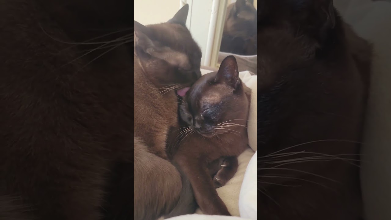 Burmese Sister Goals Monkey & Mocha's Sweet Cuddle #burmesecat #cat #funnyanimals #catlife #cute