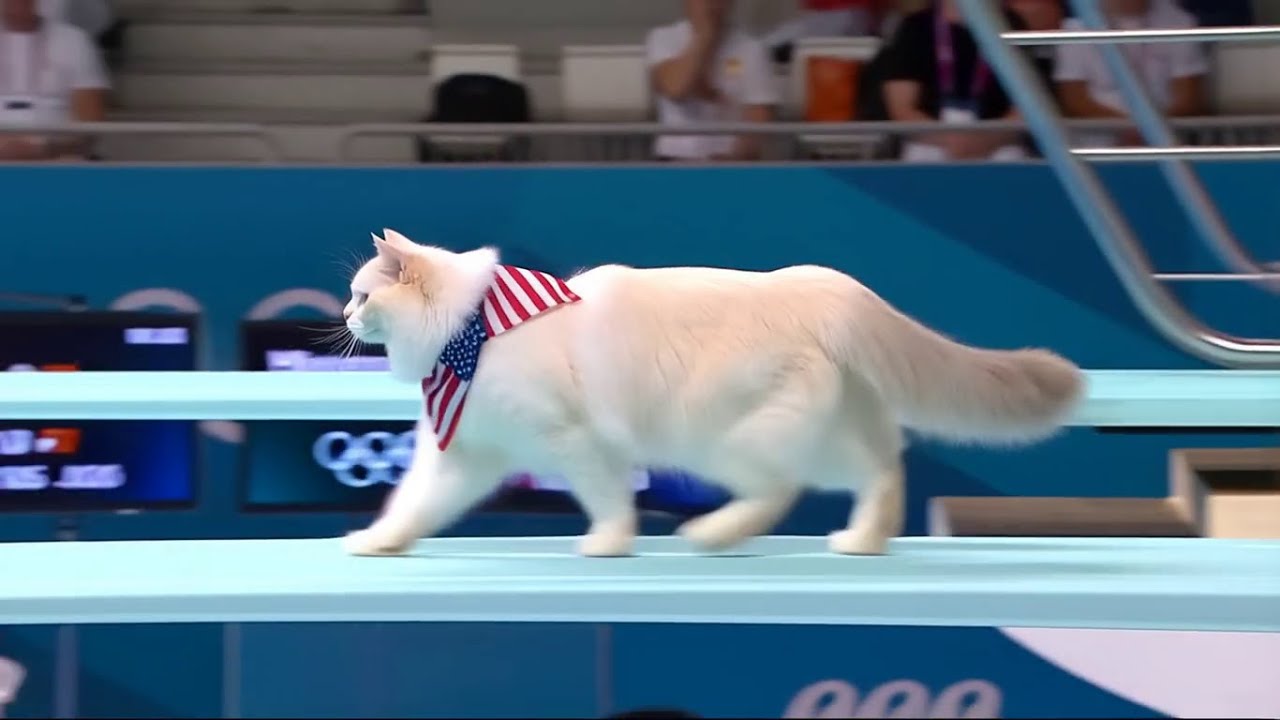 Cat Olympics 2025 | White Ragdoll Cats Diving Event 🐈‍⬛✨