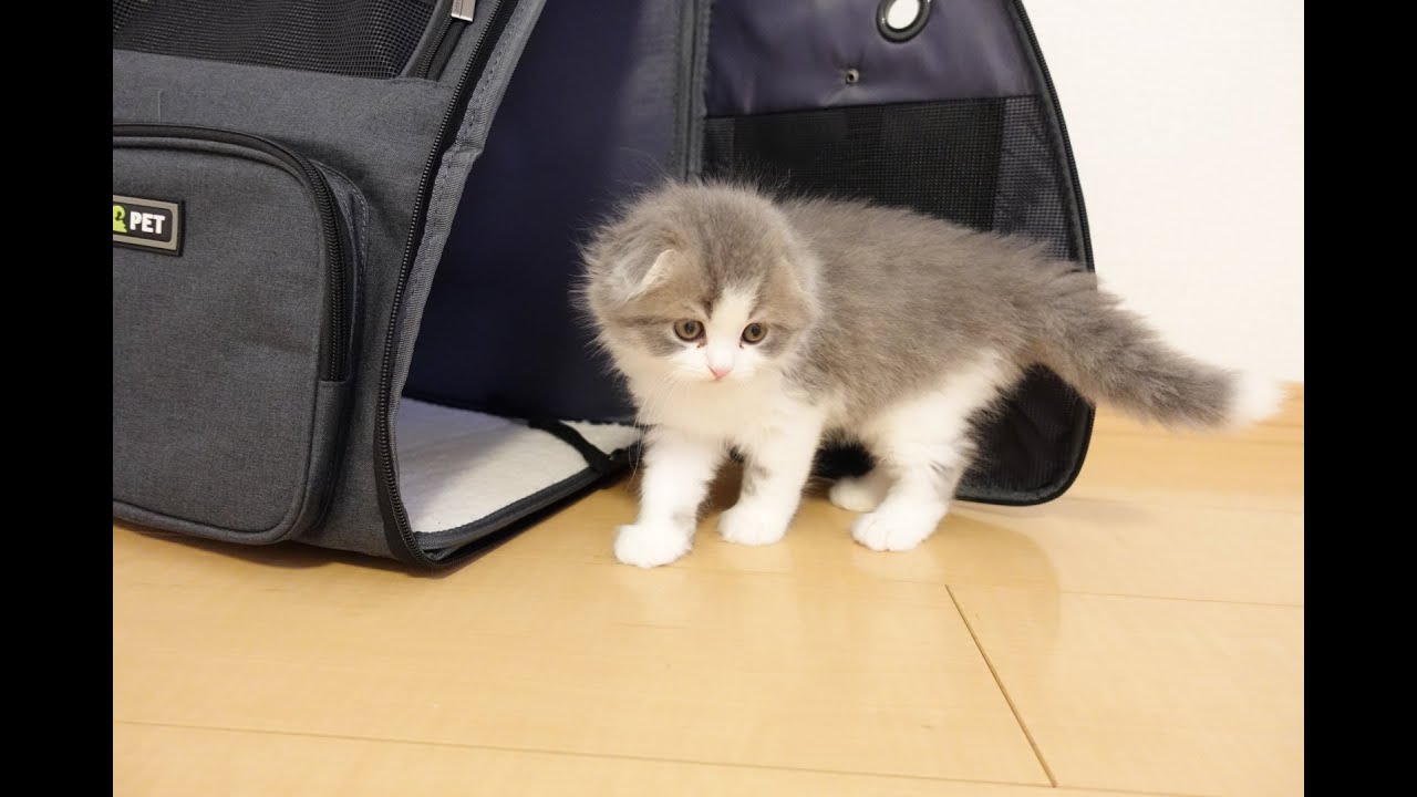 わが家にスコティッシュフォールドの子猫がやってきた！A kitten of Scottish fold came in my house!【スコティッシュフォールド　赤ちゃん】