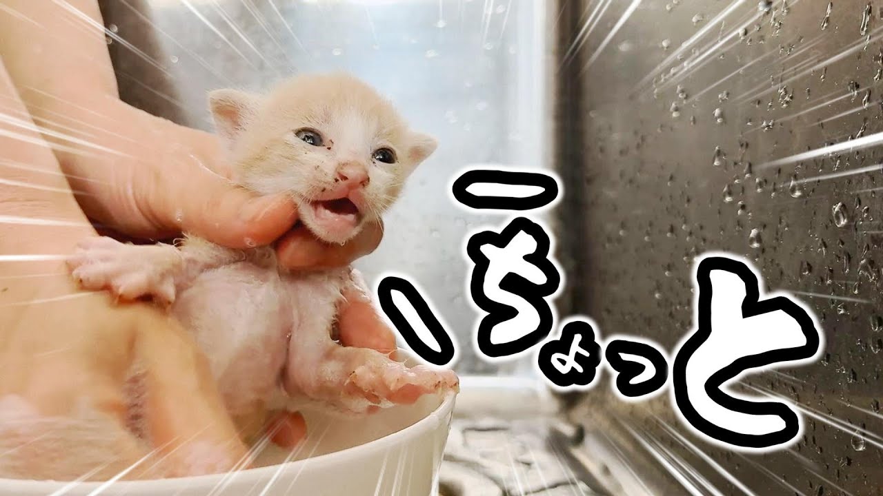 【続編】匂いと汚れがすごかった子猫をシャンプ―しましたらすごかった件【保護猫生活】