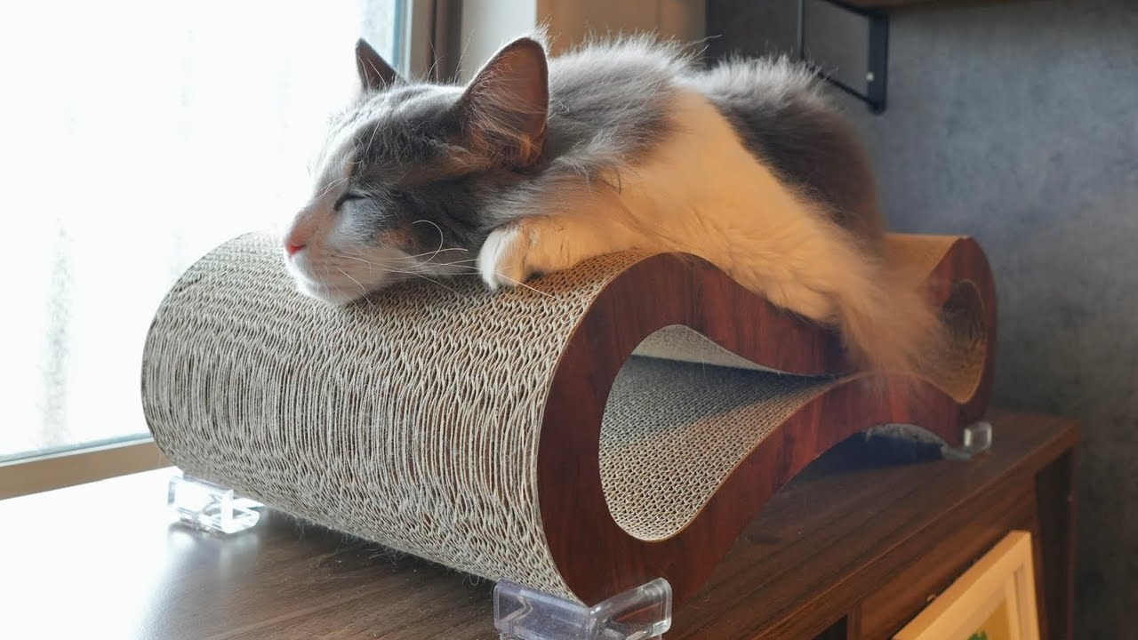 バリバリベッドの快適さを再認識した猫【メインクーン】