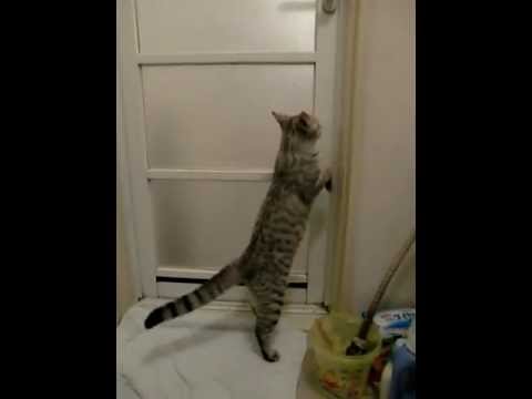 開けるんだにゃん！