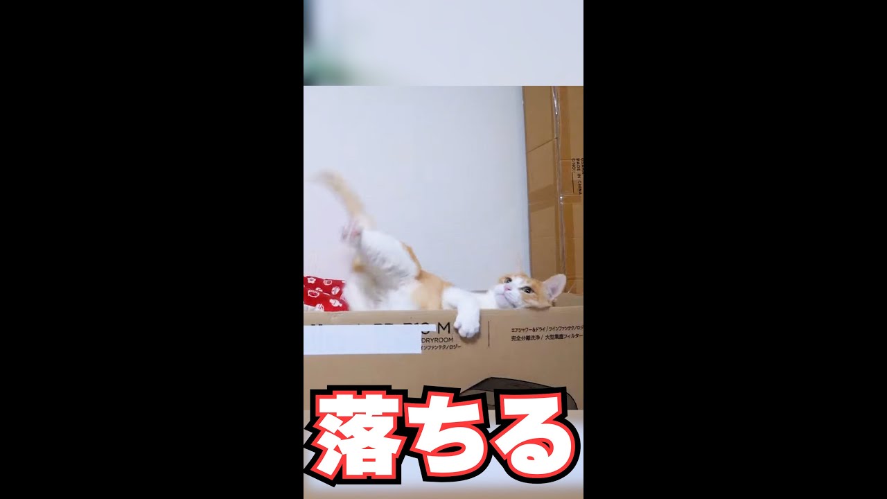 力なく猫が落ちていく瞬間 #shorts