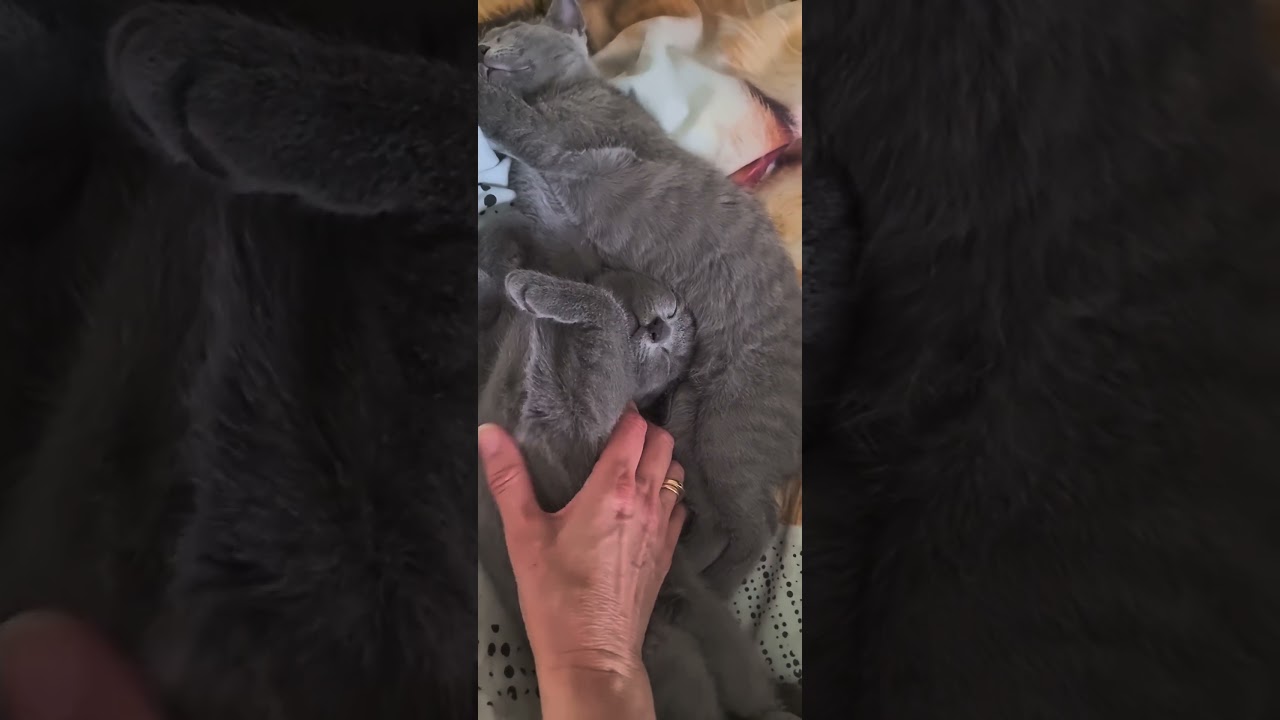 The love of little kittens pat 5 #cat #kitten #cutecat