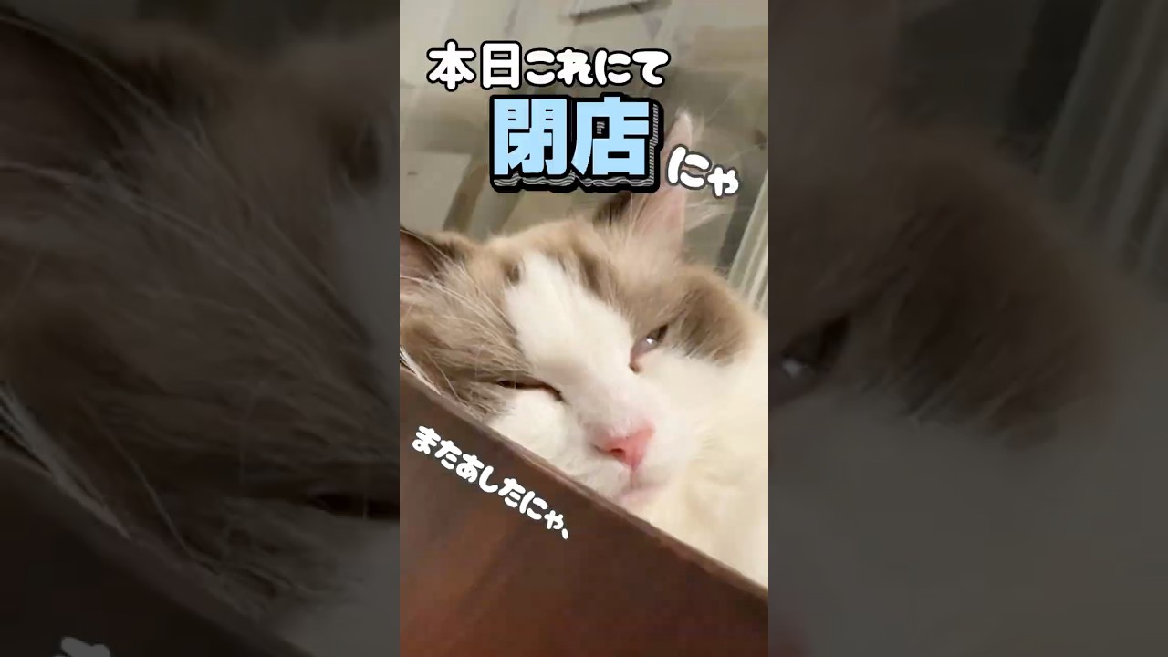 寝てるので対応できません#ラグドール #猫 #cat #眠い猫