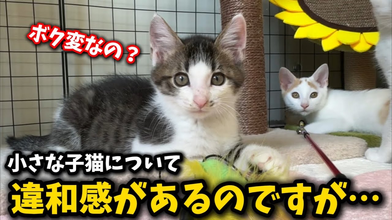 子猫の体が他の子と違っている事に気が付きました
