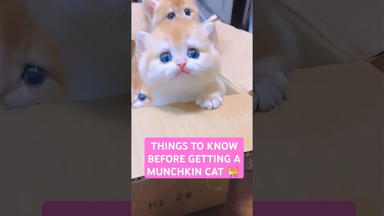5 Facts About Munchkin Cats You Need to Know #shorts