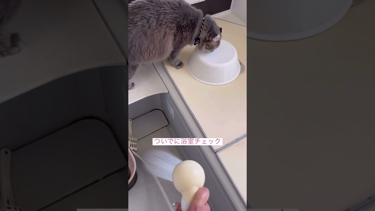 チェックポイント #ねこ動画  #アメリカンカール #catlovers