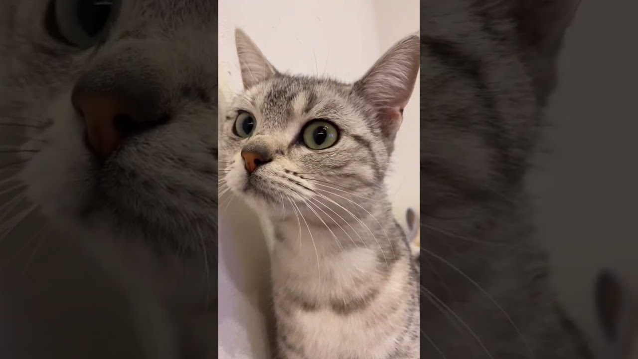 自分の寝床を取られた猫ちゃん。 #アメショ #三毛猫 #保護猫