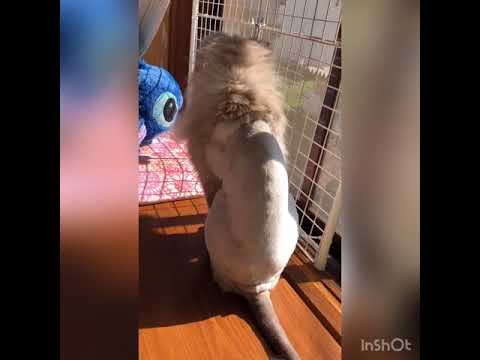 バーマン猫つきみ、噂のライオンカットにしてみた