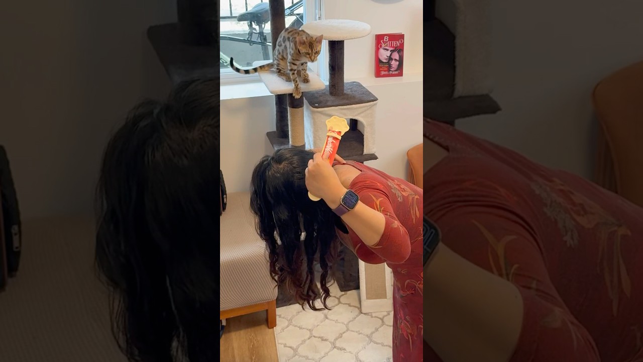 ベンガル猫は私の肩に飛び乗ってくれるでしょうか？ #bengalkitty #bengalcat #cattraining