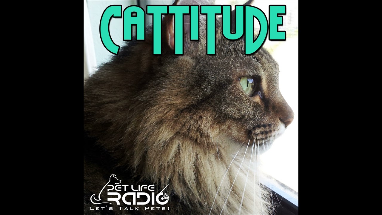 Cattitude -  Episode 8 The Bobtail  Cats