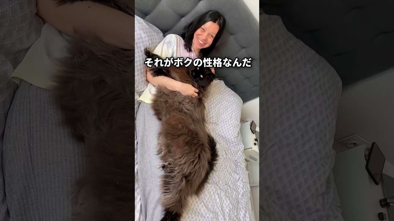 【ネコ界の王様】メインクーンの可愛さがわかる一分解説
