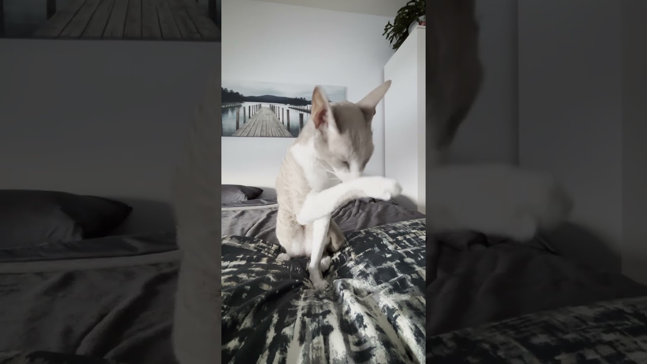 Stylish Cat Washes Like a Pro Meet Griswald the Cornish Rex! #cutecat