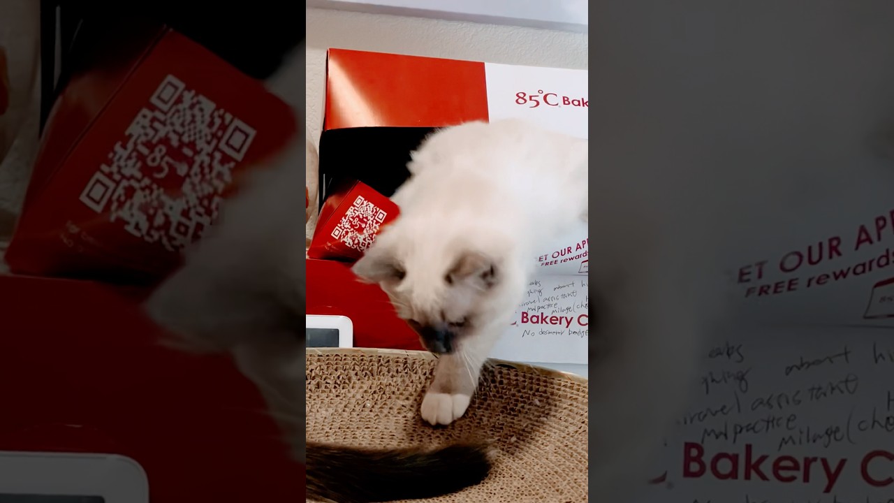【ラグドール子猫】手が届きそうで届かない... #shorts #ラグドール #子猫