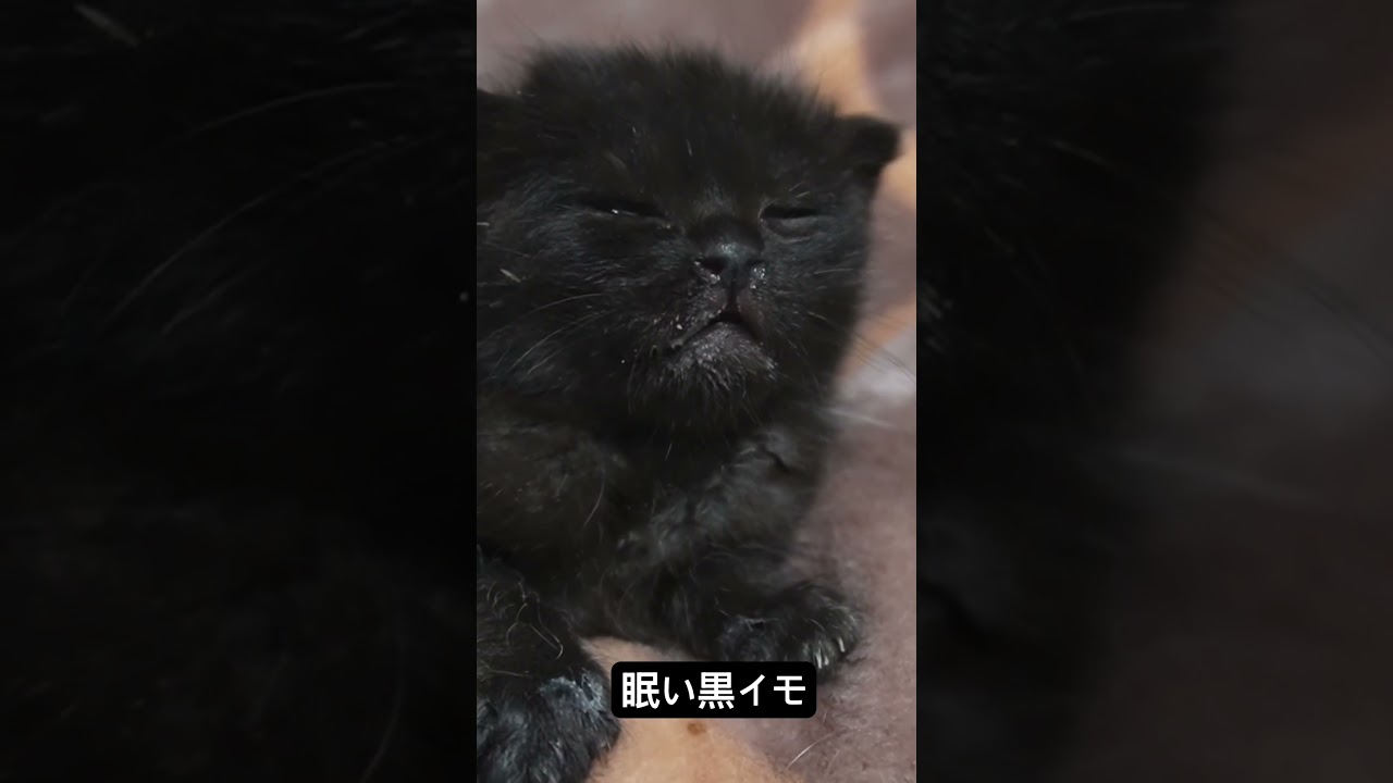 眠気に泳ぐ黒いイモ #cat  #猫  #ねこ  #保護猫 #cute #猫のいる暮らし #子猫 ##shorts  #こねこ