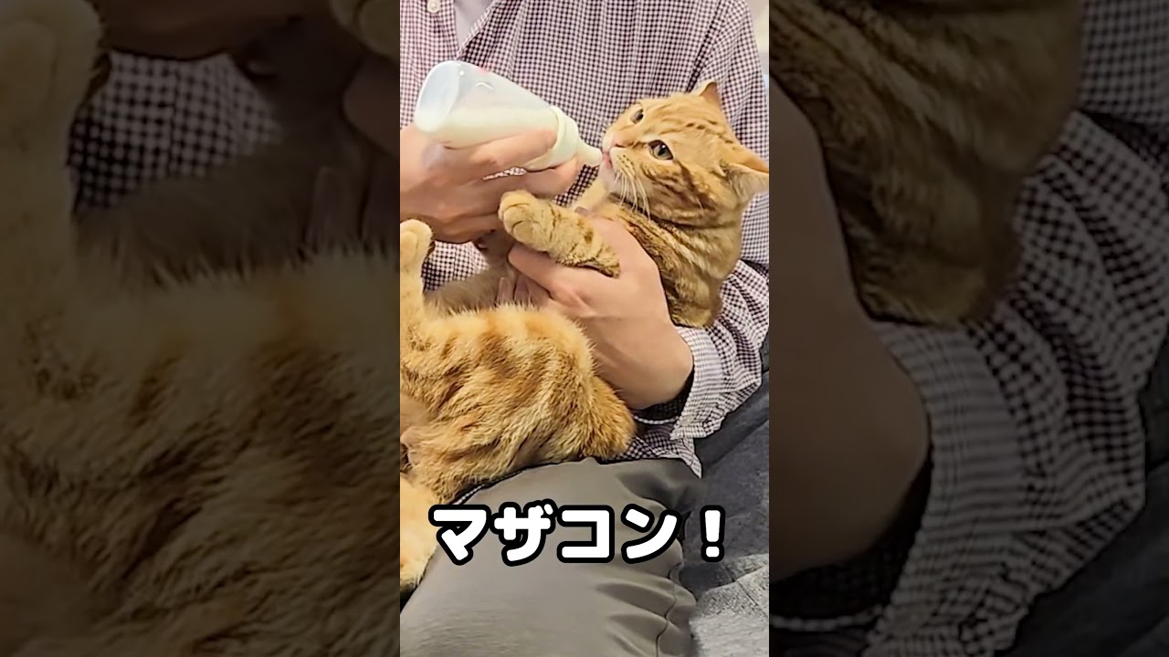 マザコン子猫...笑#shorts