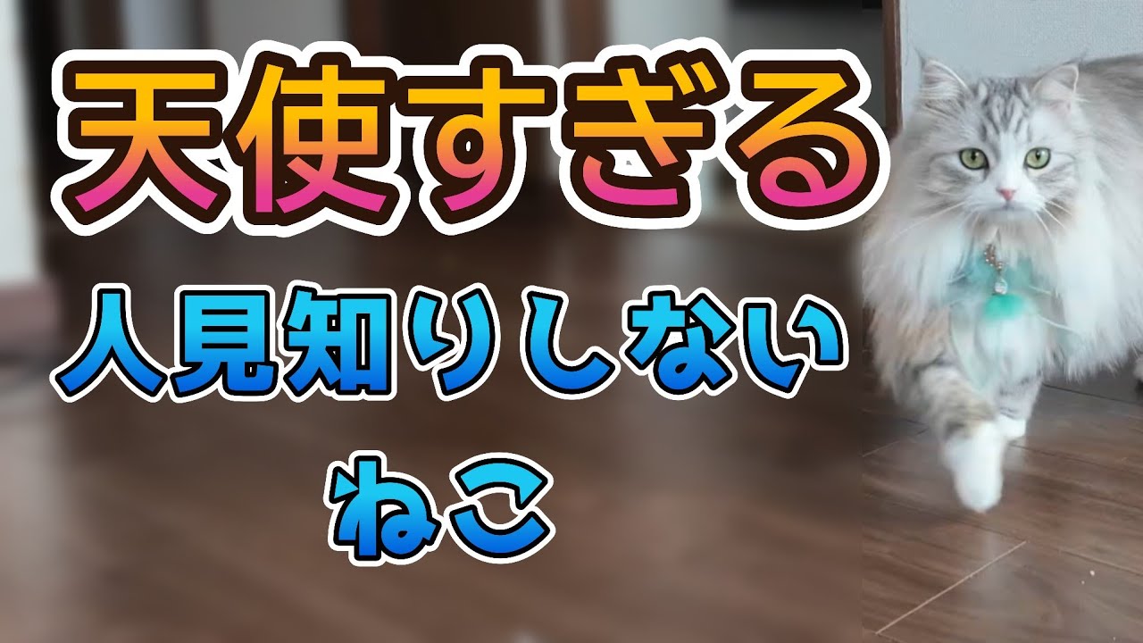 【猫動画】人懐っこすぎるサイベリアン猫に癒された日