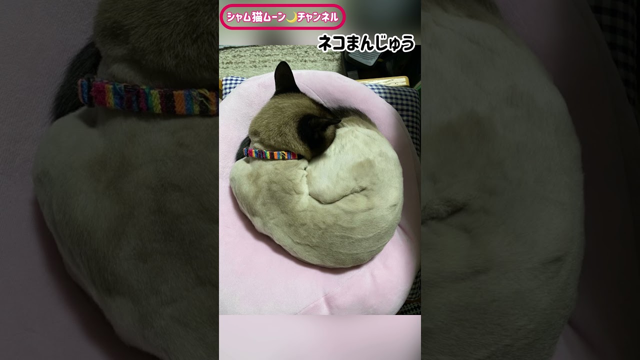 シャム猫ムーン🌙チャンネル・ネコまんじゅう😸 ＃ショート ＃ねこ ＃シャムネコ ＃siamese
