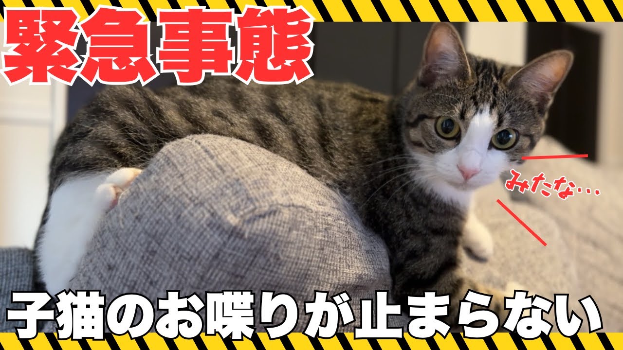 【緊急事態】子猫のお喋りが止まらなくてついに人間になるかもしれません