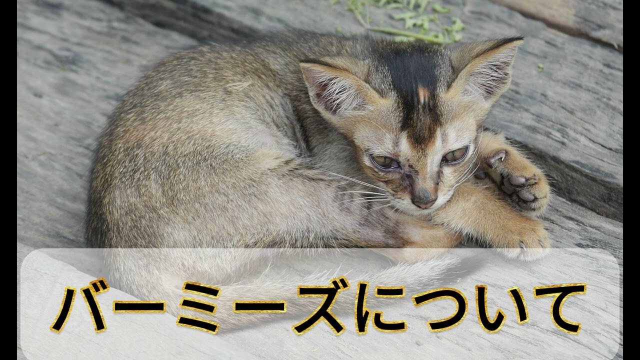 【バーミーズについて】