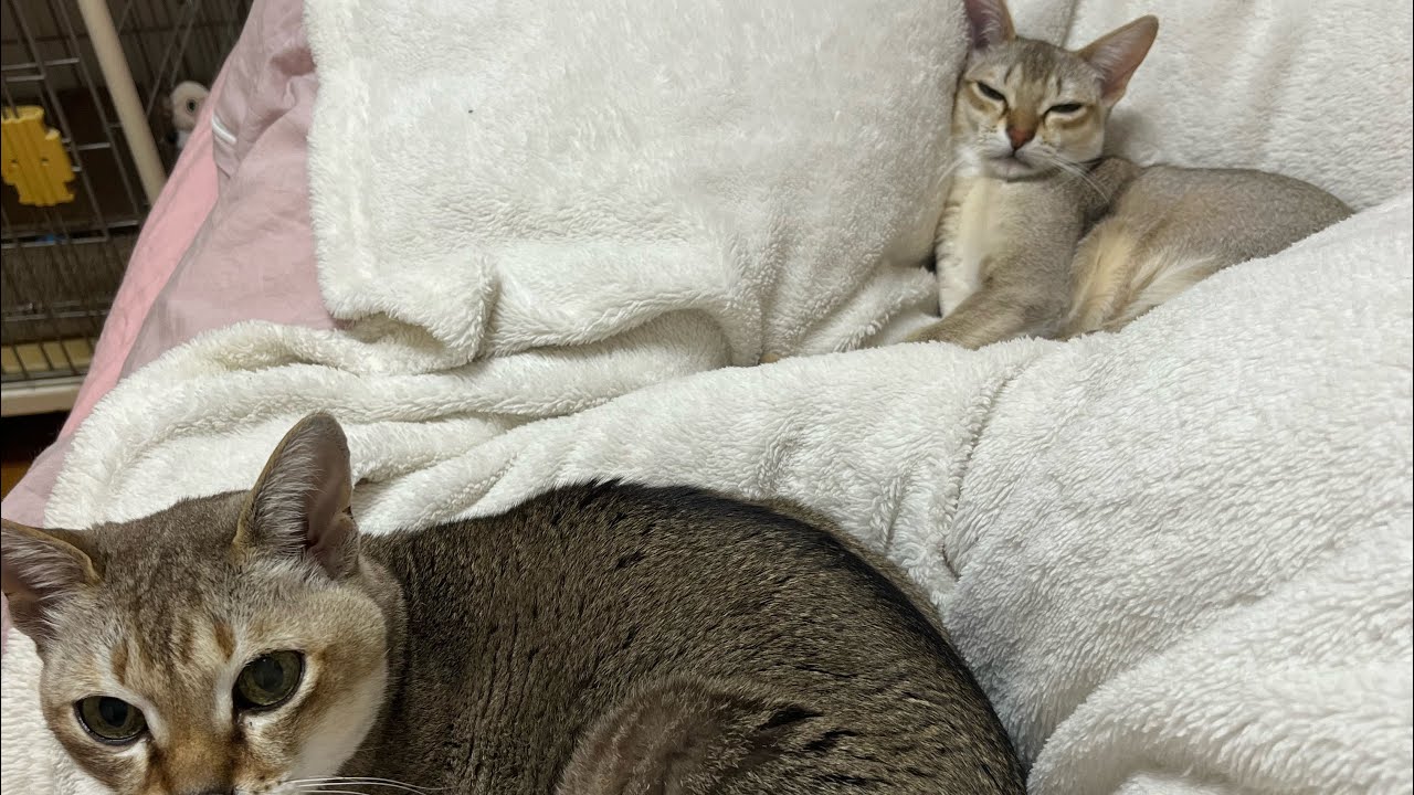 【シンガプーラ】ソラとチロ #子猫 #成猫