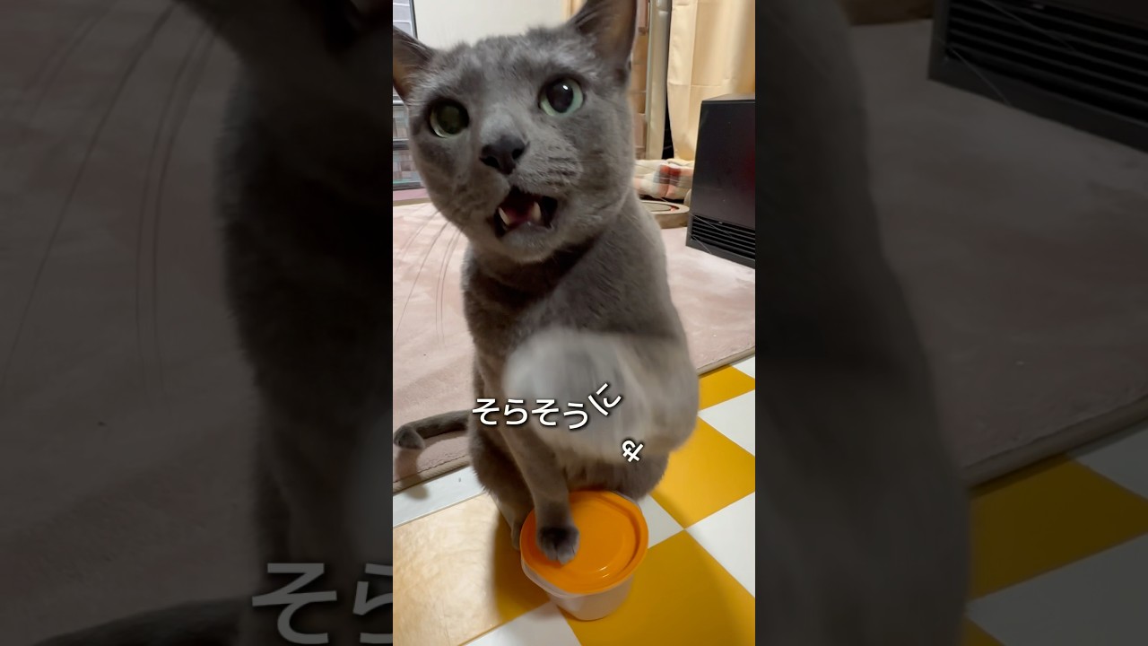 【ロシアンブルー】めろんのわんわんおねだり🐶🍈いっぱい🤗【猫】#shorts