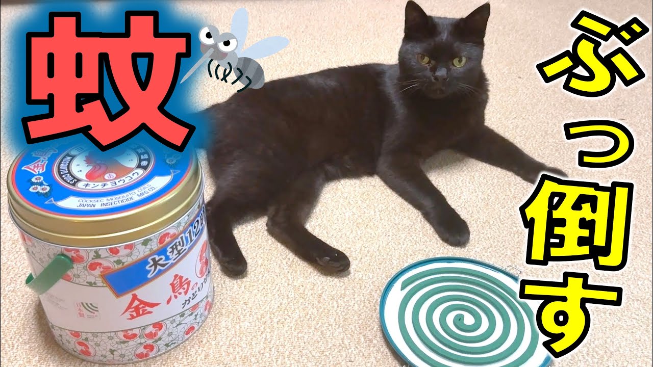蚊取り線香、猫に使っても大丈夫…？／黒猫みくり、子猫を子分にしたい