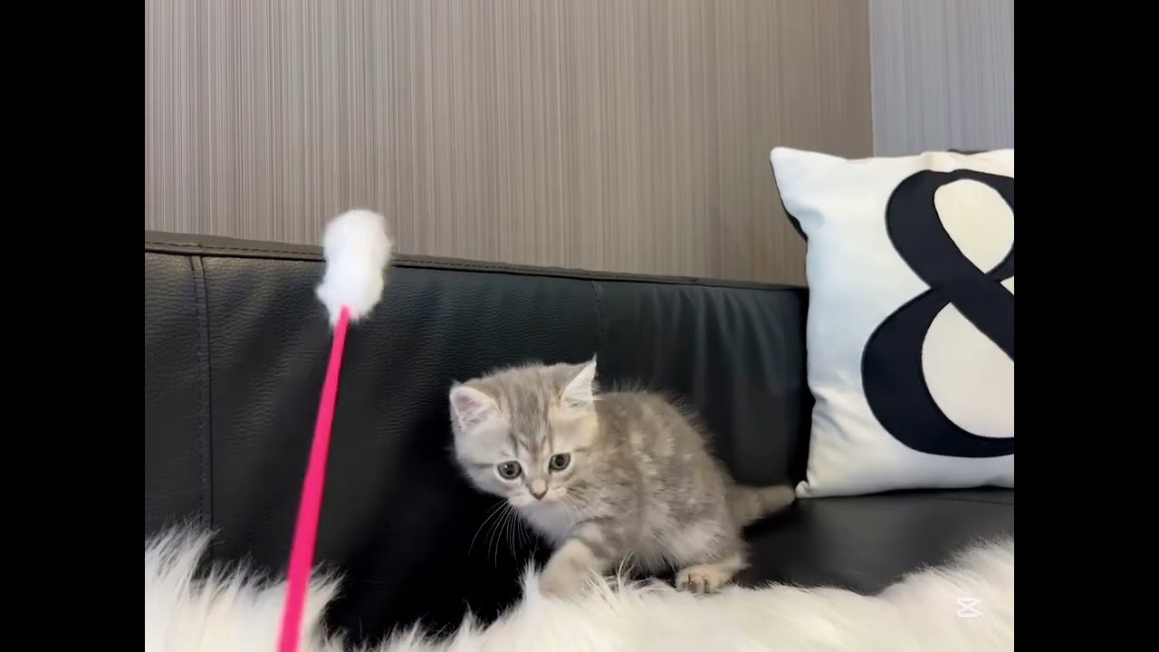 スコティッシュフォールド かわいいかわいい赤ちゃんです♪（41）