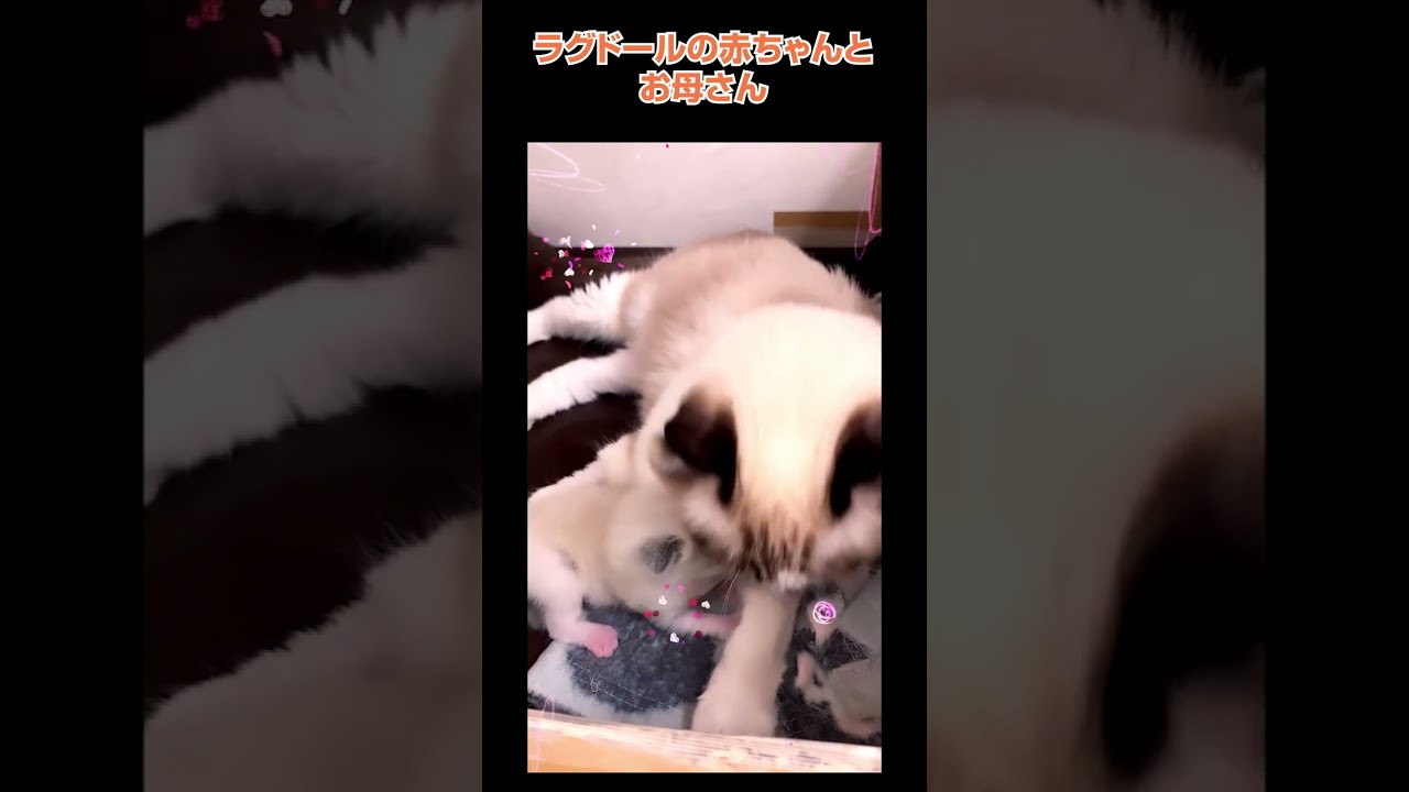 ラグドールの赤ちゃんとお母さん🐈横浜 子猫専門ブリーダー「律子の部屋」 #shorts #ラグドール#猫のいる暮らし