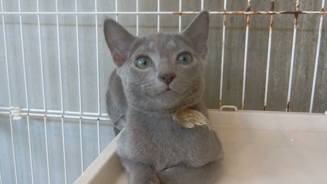 ロシアンブルー 眼のぱっちりしたきれいなお顔のかわいい子です