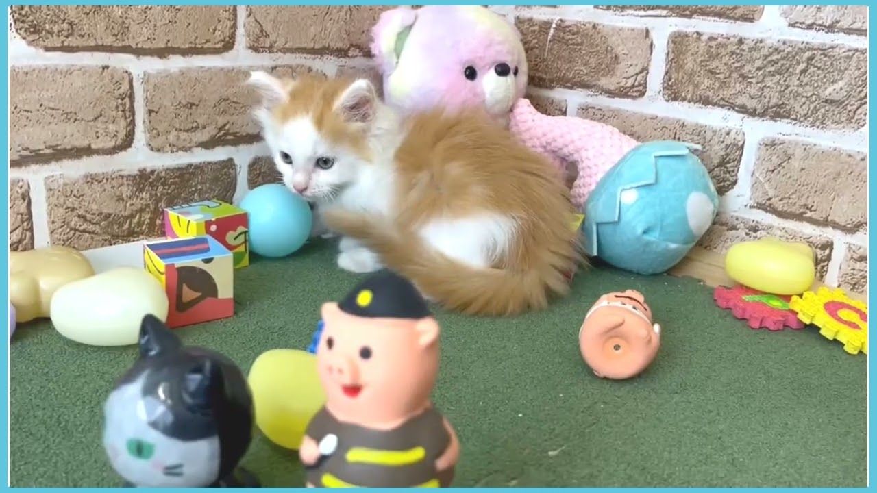 724533 ノルウェージャン・フォレストキャット