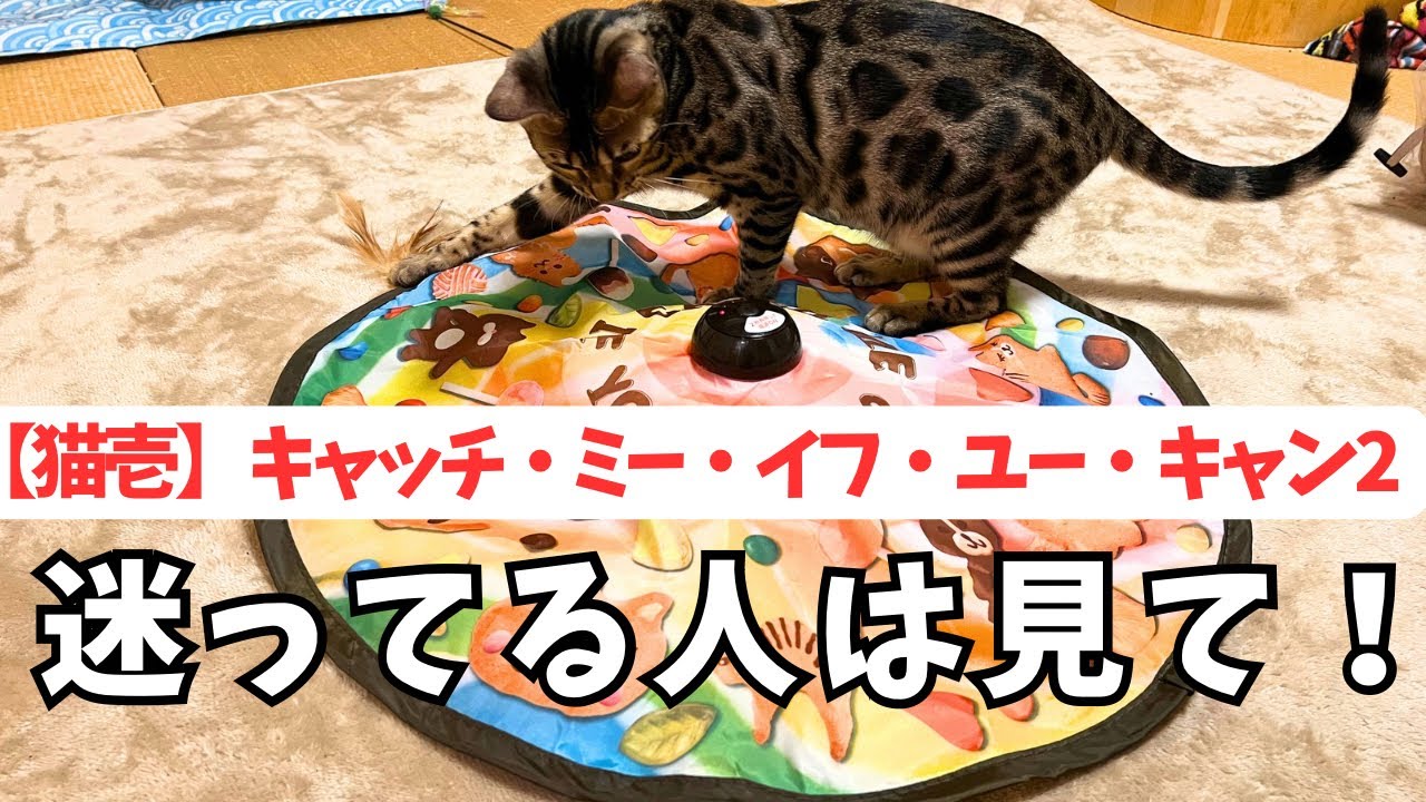 【ベンガル猫】猫壱キャッチミーイフユーキャン2買ってみたら反応が面白かった